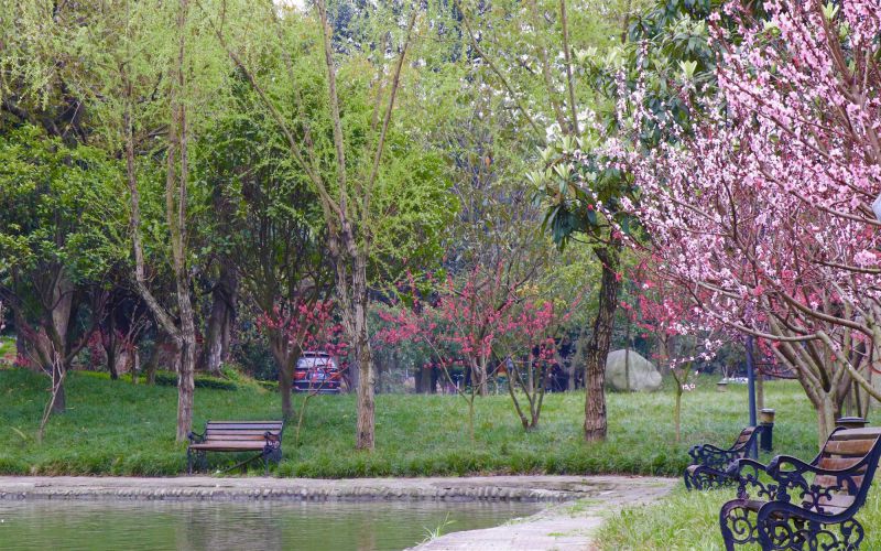 四川电影电视学院-安仁校区光相湖春景