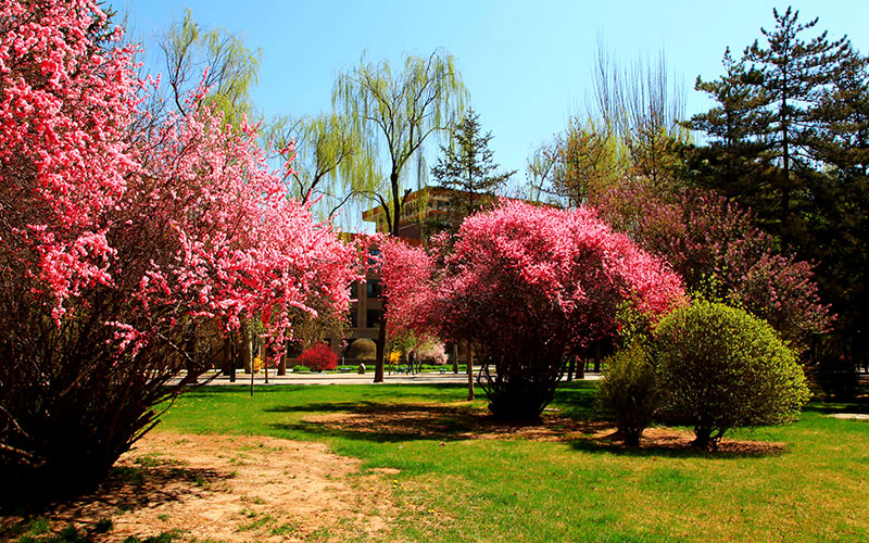 青海民族大学-1