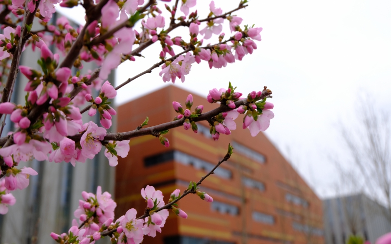 中国石油大学（北京）克拉玛依校区-校园春色