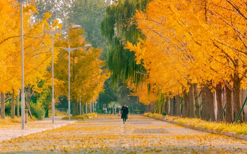 北京体育大学校园风景