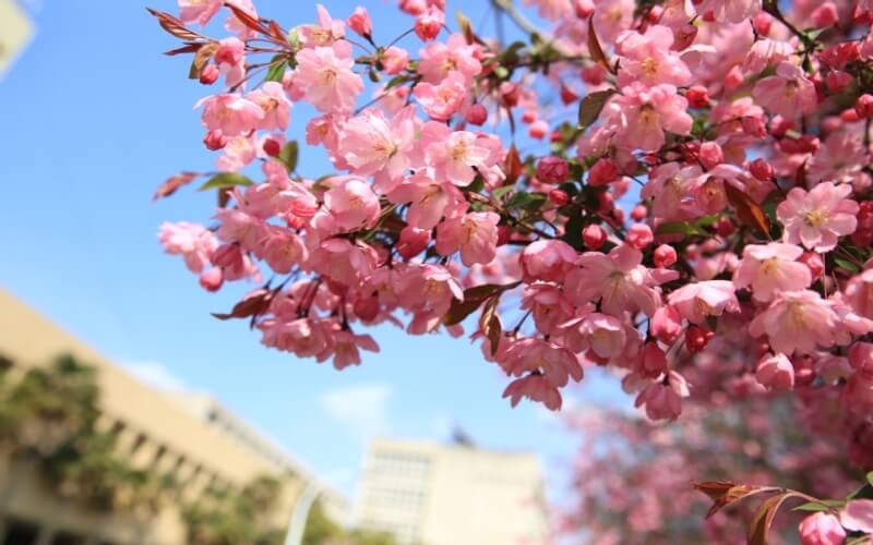 中国矿业大学徐海学亚博取款快速安全园风景