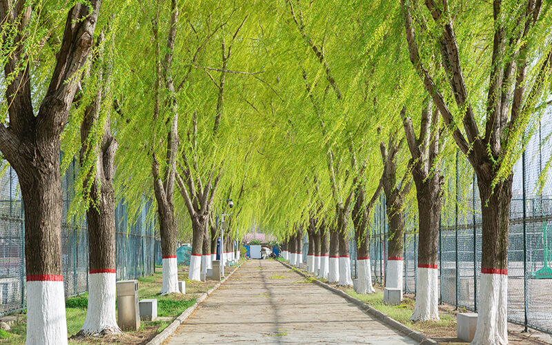 河南工业职业技术学院-晨风拂柳  依依袅袅