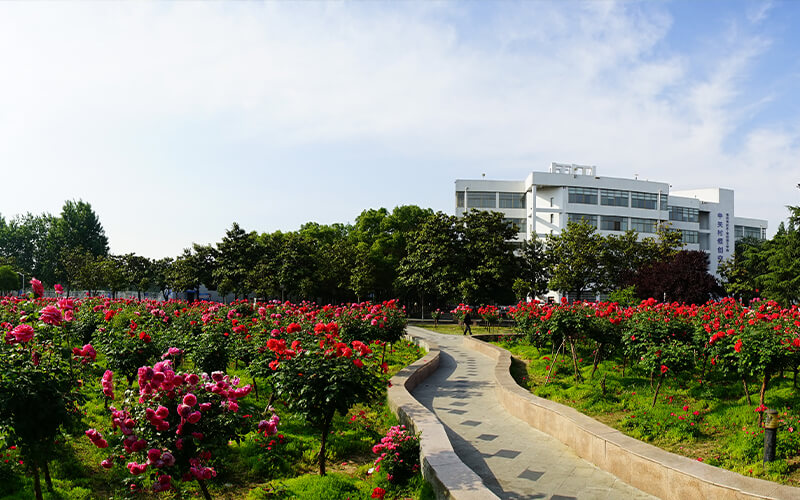 南阳理工学院-月季园景观