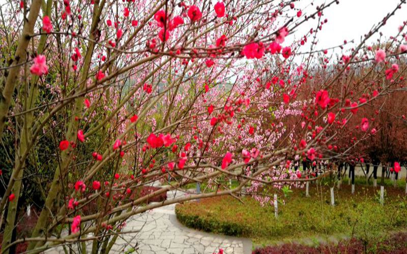 长江师范学院-校园一角14