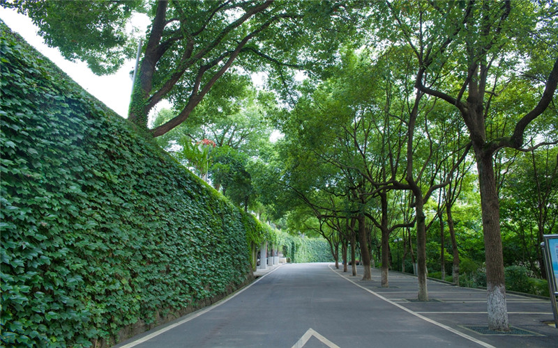 重庆科创职业学院-绿树成荫