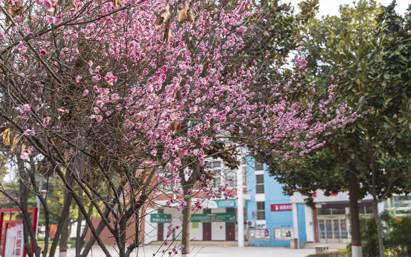 河南工业职业技术学院-餐厅前绿地