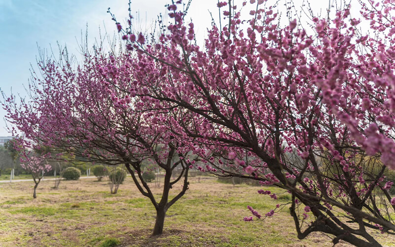 河南工业职业技术学院-校内绿地