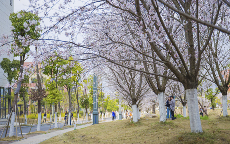 遵义师范学院-浪漫樱花