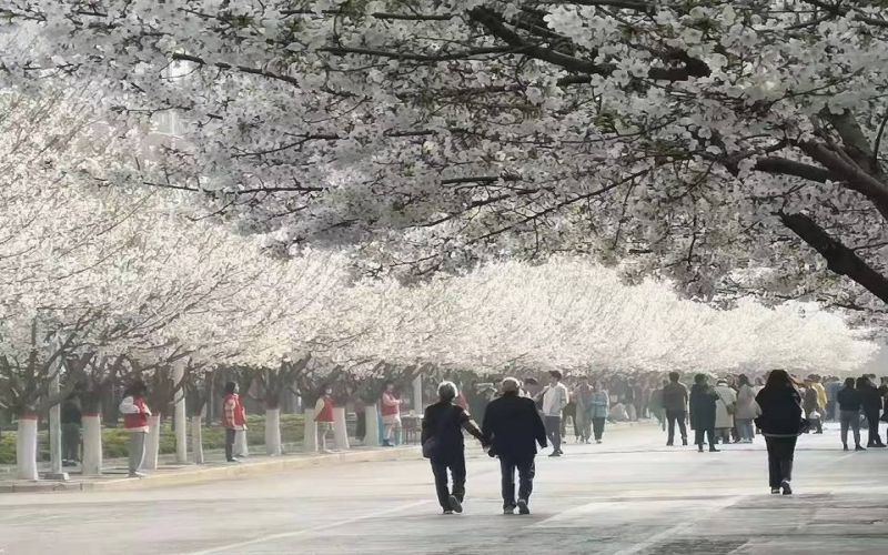 许昌学院-浪漫樱花