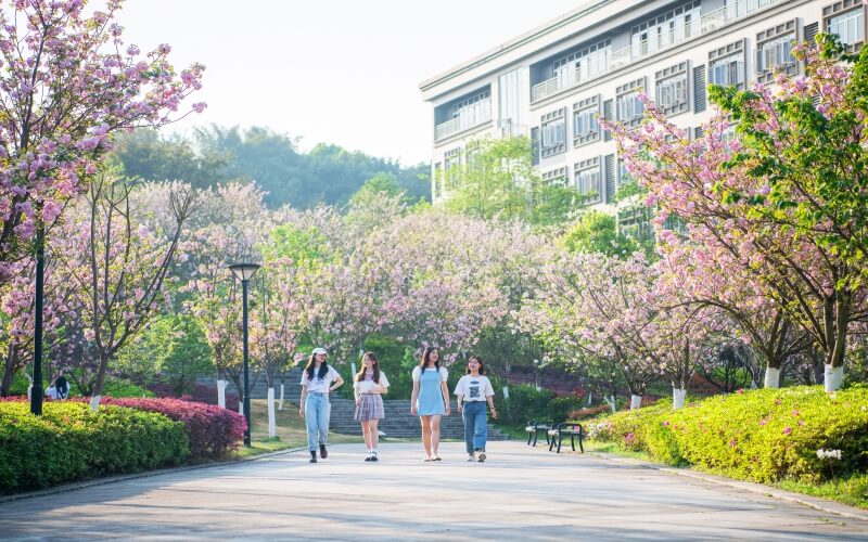 重庆外语外事学院-綦江校区樱花大道