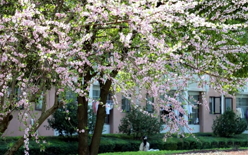 赣南医科大学-赣医花瓣