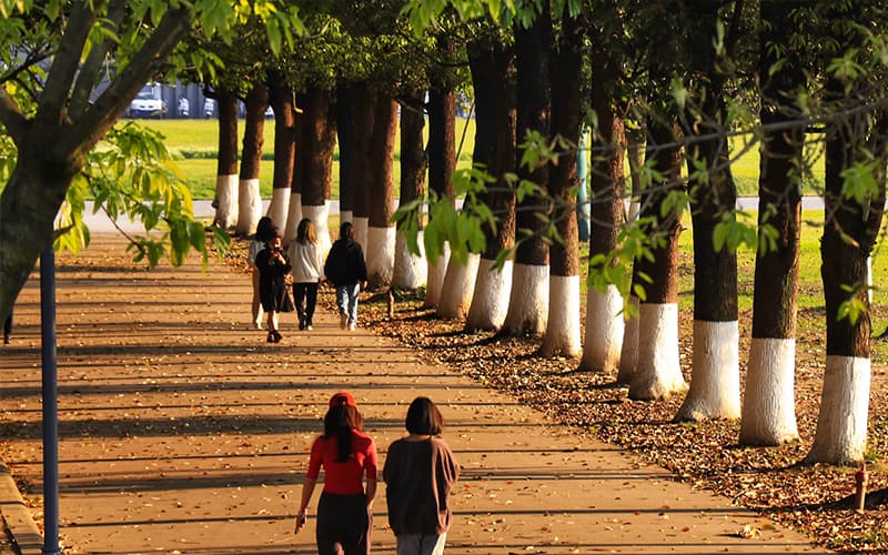 四川大学锦江学院校园风景